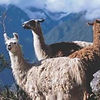 llamas